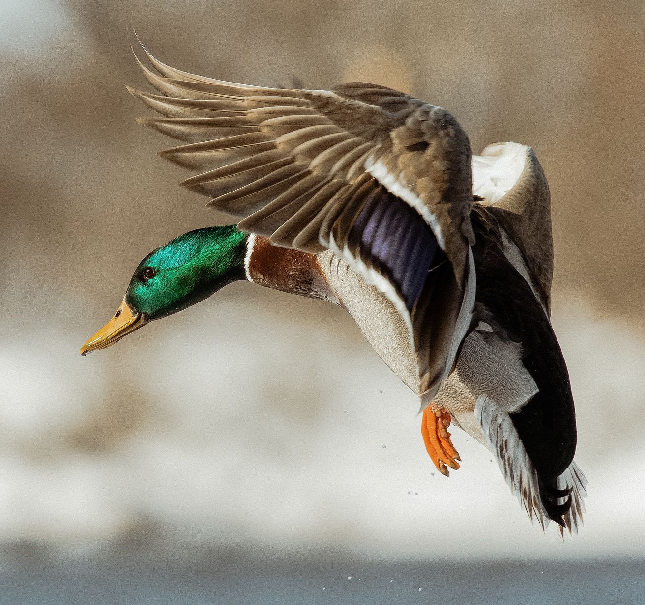Waterfowl