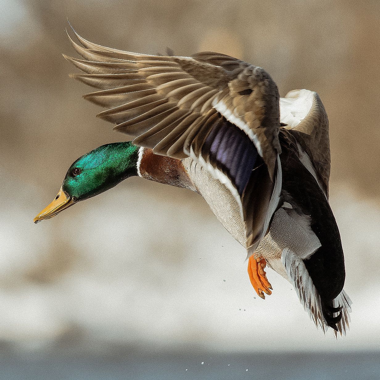 Waterfowl