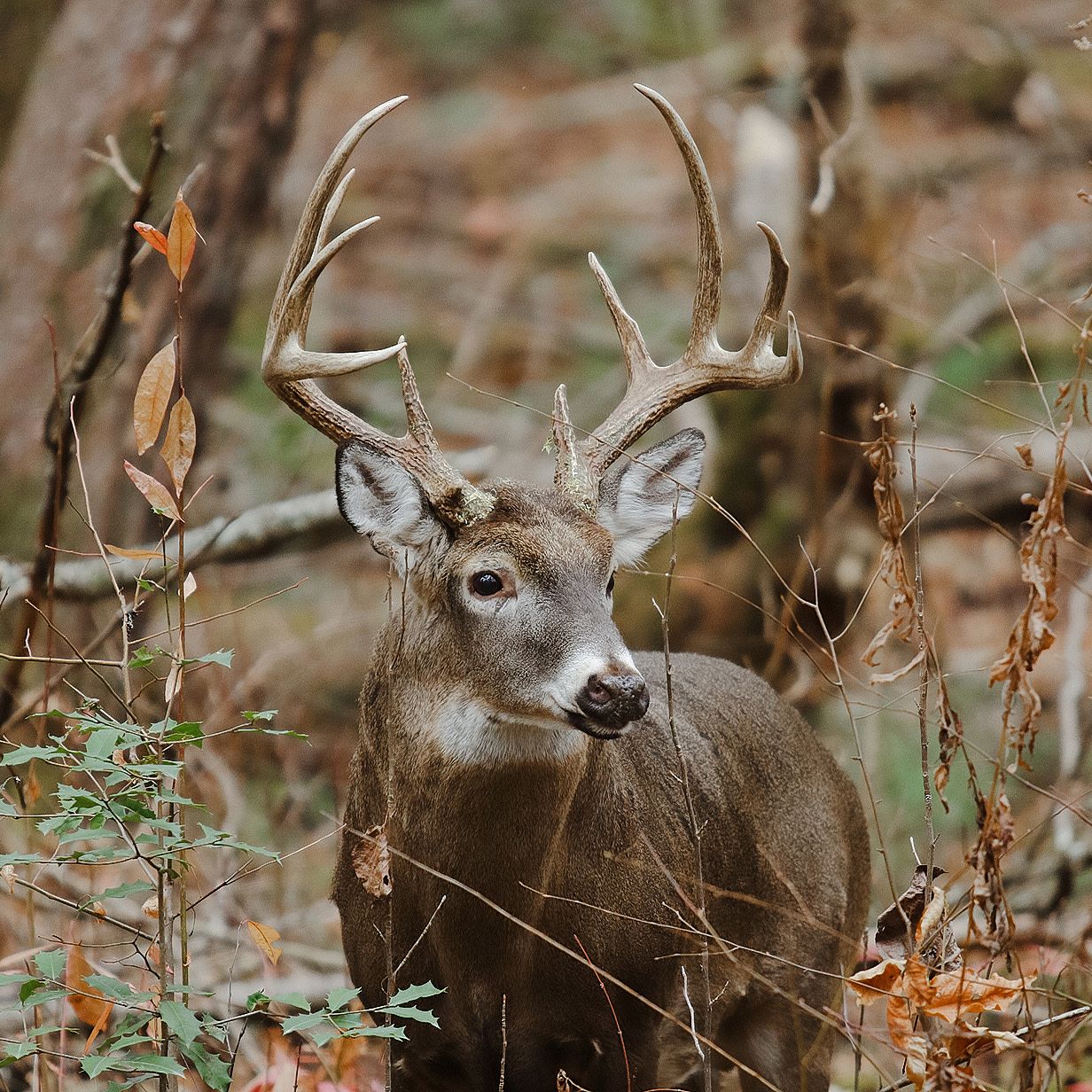 Whitetail