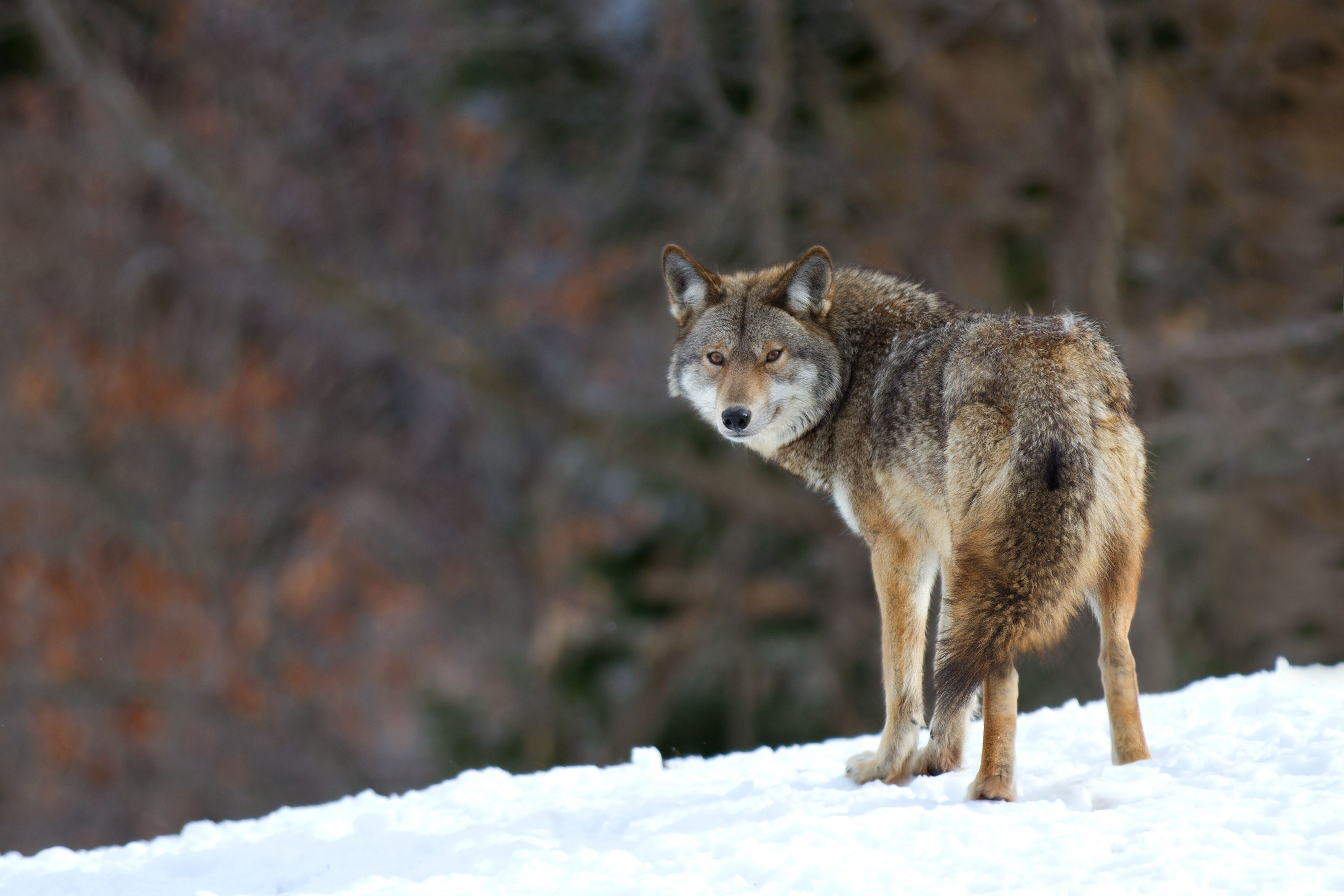 Shutterstock Coyote-6